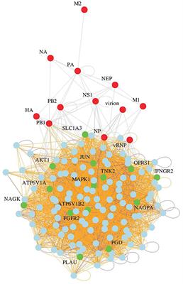 Identification and in vivo Efficacy Assessment of Approved Orally Bioavailable Human Host Protein-Targeting Drugs With Broad Anti-influenza A Activity